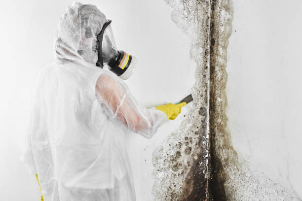 Trusted Plainsboro Center, NJ Mold Remediation Experts