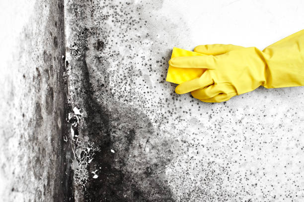 Best Post-Flood Mold Remediation in Plainsboro Center, NJ