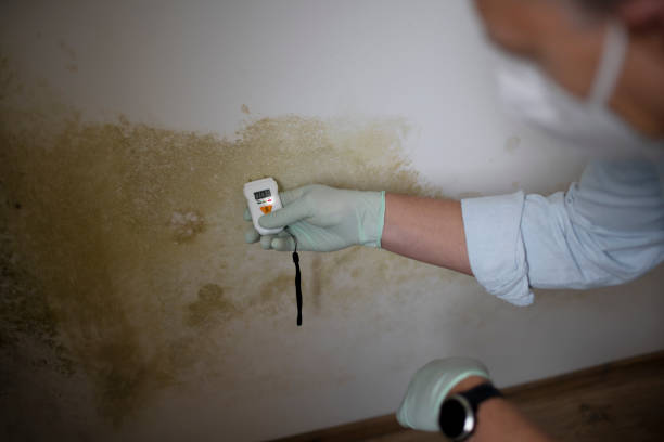 Best Residential Mold Remediation in Plainsboro Center, NJ