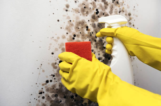 Best Residential Mold Remediation in Plainsboro Center, NJ