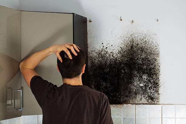Best Mold Testing and Inspection Services in Plainsboro Center, NJ